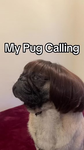 Calling Pugs: The Connection Between Pets and People