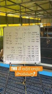 Can TMR Alone Make Lamb Farming Profitable? 🤔 #yvrfarms #sheepfarming