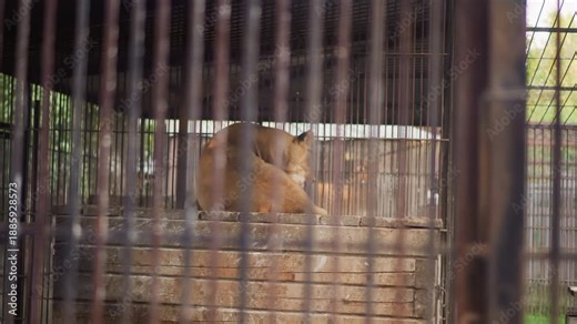 caged lion rests on wooden platform inside rusty enclosure, bars in foreground, subdued light, distant greenery visible, lion licks paw and stares into distance, body curled, signs of neglect