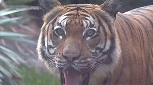 South Florida zoo unveils new tiger habitat