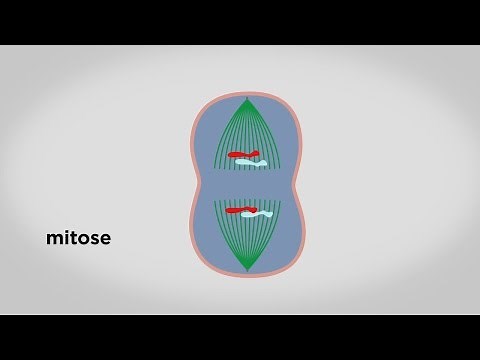 MOOC côté cours : Les principales étapes du cycle cellulaire