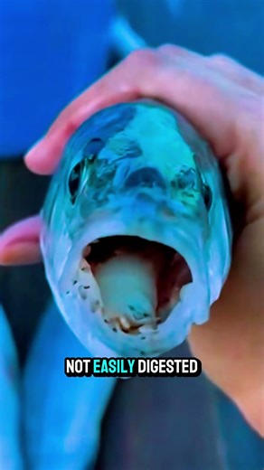 Instinctive Hunting Strategies in Nature: A Look at Predator–Prey Relationships #viralshorts