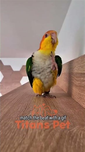 Meet Dobby — The Parrot Who Marches Like a