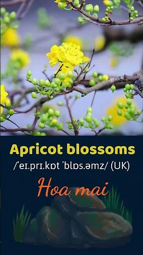 APRICOT BLOSSOMS - HOA MAI #apricotblossoms #peachblossoms