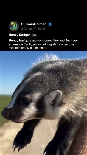 Is This the World's Deadliest or Cutest Animal?
