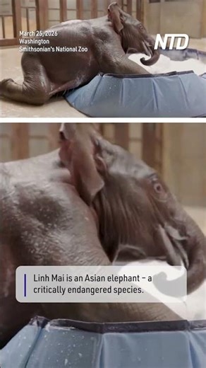 Smithsonian’s New Elephant Calf Plays in the Bath
