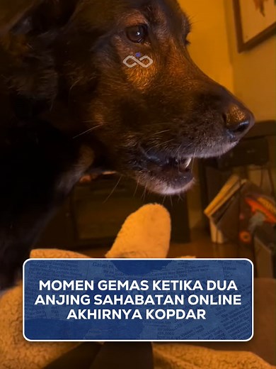 Siapa sangka, dua anjing yang cuma kenalan lewat video call bisa saling mengenali begitu ketemu? 😭 Rollo dan Sadie adalah bukti bahwa koneksi sejati gak butuh bahasa tapi cukup hati yang tulus. Setelah berbulan-bulan hanya bertemu lewat layar, pertemuan mereka berubah jadi salah satu momen paling manis di internet. . . . [ rolloandsadie ] ------------- TAG US FOR COLLABORATION!! Endorsement, Business & Media Partner Contact us : 📞 : ‪‪‪‪‪‪‪‪‪‪‪‪‪‪‪‪‪‪‪‪‪‪‪‪‪ 62 822-6294-1001‬‬‬‬‬‬‬‬‬‬‬‬‬‬‬‬‬‬‬