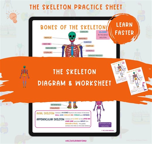 Skeletal System Diagram and Worksheet | Anatomy Study Notes (PDF) - Etsy Australia