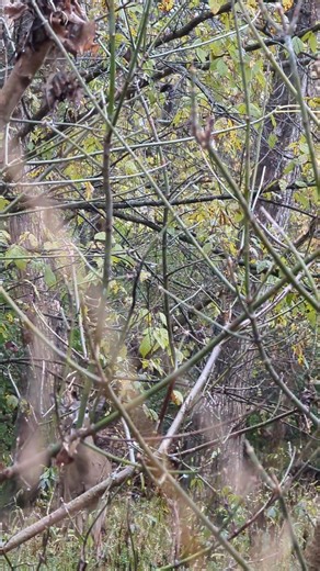 448K views · 3.2K reactions | Video 5 of 7 After my first rattle, I witnessed a nice wide buck walking away from me very slowly from a behind position of where I was rattling from. This time when I rattle him again, I bring a little six-pointer in. ❤️ | Where the Wild Deer Roam | Facebook