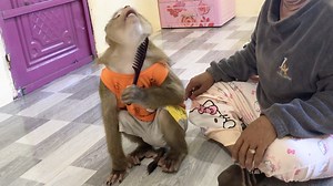 Clever Jason Absolutely Concentrate Comb Hair Listen Mom Teach | Monkey Jason