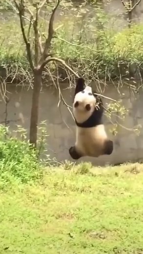 The hilarious moment of panda in China #panda #animals #funnyvideos