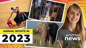 WATCH — Animal rights: 3 stories that made headlines in 2023