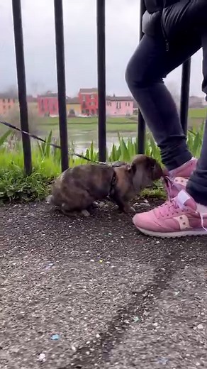 10K views · 1.1K reactions | When you are a Cat Wizard and you meet mythical creatures on the street | SenSej Cat | Facebook