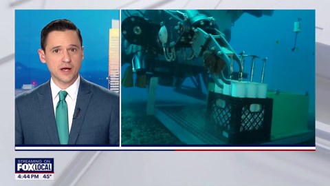 Hundreds of new marine species discovered