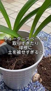アマリリス植え替え(暑さに注意！涼しい所でやろう！)#ガーデニング #庭 #広島 #花 #花壇 #flowers #japan