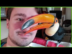 These Toucans Cuddle Like Puppies!