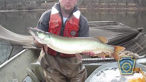 55K views · 542 reactions | Take an inside look at our successful Musky program. See why you’ve got a better chance than ever before to experience Pennsylvania’s largest game fish! | Pennsylvania Fish and Boat Commission | Facebook