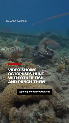 204K views · 1.1K reactions | A new study has found that typically solitary octopuses can actually work with fish to hunt and will punch them if they do not cooperate. | CNN | Facebook