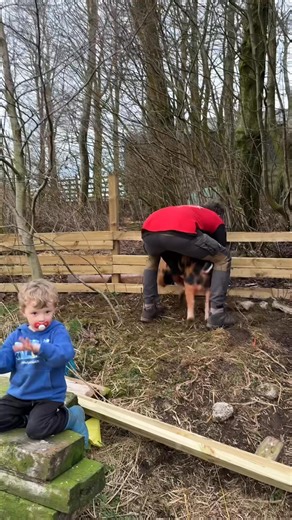 220K views · 3.1K reactions | Pig Escape. I reckon if i start saving now i’ll be able to afford my next hernia op before Christmas! 藍 (Jock likes to pinch Bonnie’s dummy and relive his youth ) | The Sheep Game | Facebook