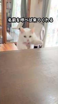 【猫と暮らす家】「猫トンネル（抜け道）」をたくさん作ったけど、名前を呼んだら飛んできてくれる