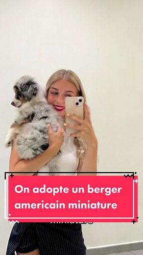 Adoption d'un berger américain miniature : premiers moments avec ce chiot mignon