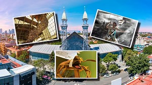 Museo del Chopo celebra 50 años con actividades: habrá conciertos gratis, exposiciones y cine de terror