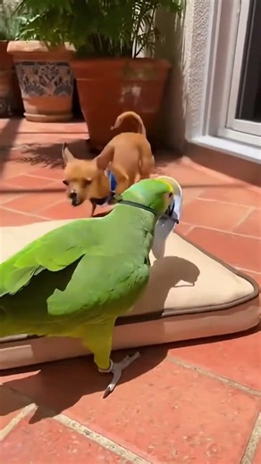 Evil Prankster Talking Parrot TERRIFIES Dog With Ghost Mask 👻🦜😂 | Funniest Pet Prank