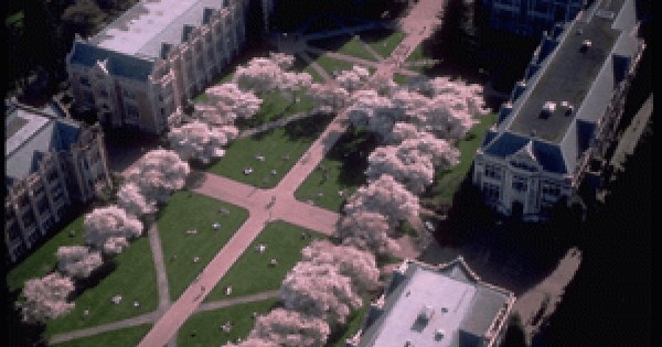 When are UW cherry blossoms peak bloom in Seattle?