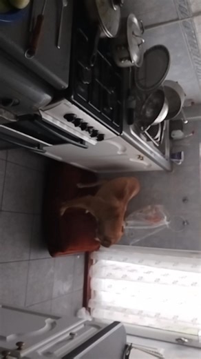 1.5K views | Kenzo is bored aswell,weather is not good. | Aaron Henry | Facebook