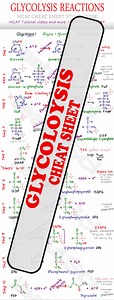 Glycolysis Steps MCAT Study Guide Cheat Sheet