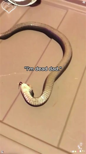 Not all snakes bite, some just cuddle.#snake #snakes #animals #wildlife #funny