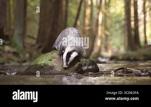 European badger in the forest. Small animal is sitting on a rock in a stream. The water is calm and clear. Wildlife animal the his natural habitat Stock Video Footage - Alamy