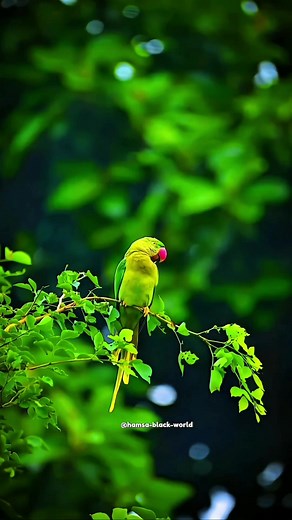 Tamil Nature Song BGM by AR Rahman | Nature Vibes and Bird Sounds