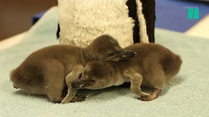 398K views · 796 reactions | Cuteness overload as ZSL London Zoo welcomes two new baby penguins. | HuffPost Life | Facebook