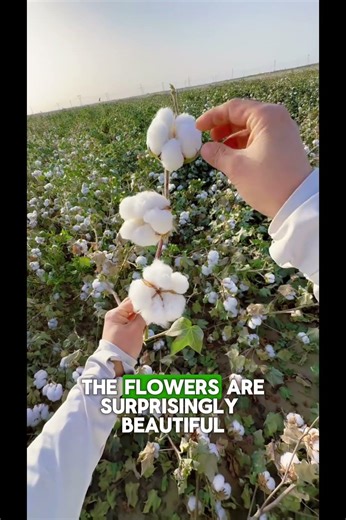 How Cotton Grows: From Seed to Shirt