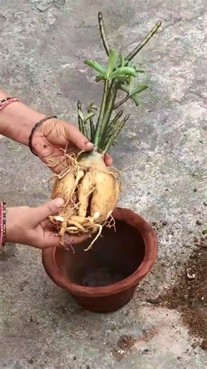 Adenium Repotting Secrets 🌸#adenium #garden