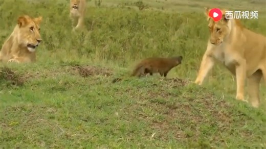 动物世界 -猫鼬大战巨型毒蛇 难得一见的生死搏杀!动物世界 -猫鼬大战巨型毒蛇 难得一见的生死搏杀!