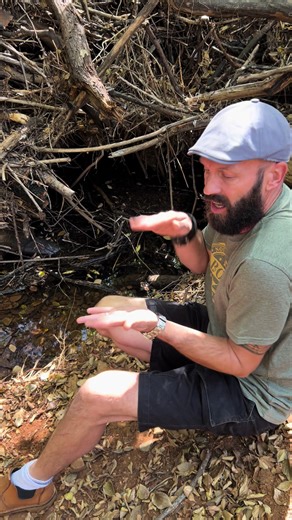 Exploring Beavers in the Bush: Nature's Engineers