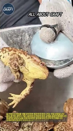 두꺼비 개별 위생 세척 및 관리 현장 #worker #process #toad #farming #cleaning