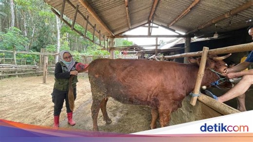 SMS PISAN, Inovasi Program Produktivitas Sapi Indukan Banyuwangi