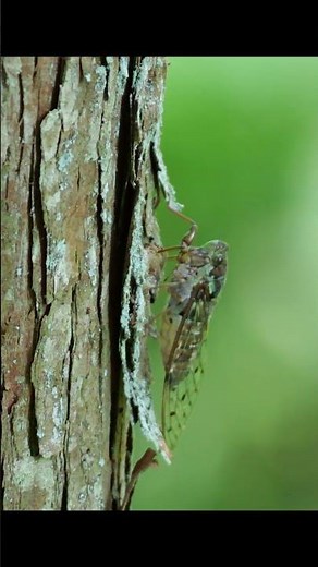 ヒグラシの鳴き声【昆虫観察】