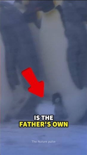Why Do Penguin Dads Starve For Their Babies?