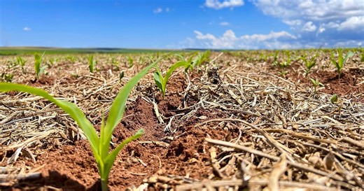 Will Brazil's dry weather delay corn planting? What farmers need to know for 2025