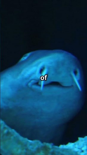 Did You Know This About Zonkeys?