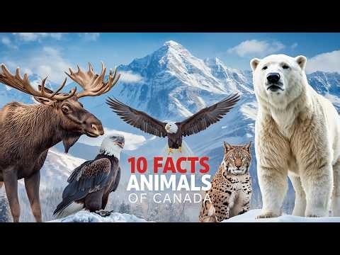 10 Fascinating Facts About Canada’s Animals 🦌🐻