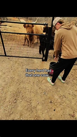 Every Herd Has That One Cow: A Fun Look at Farm Life