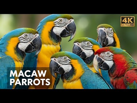 The Majestic Macaw: Discover the Most Colorful Parrot in the Amazon Rainforest