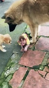 Most Sadness!🐵 What Happens When a Monkey Meets a Dog? The Unexpected Truth Will Surprise You! 🐶 Full Story Here : https://gazettetime.com/archives/237 | Us 6T Newborn Monkey M