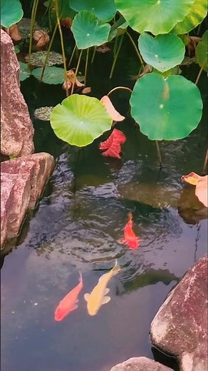 지금휴가중 (15일째)# 속리산국립공원#정이품송#연꽃단지#산책#힐링 #속리산연꽃단지 #산책 #힐링 #아이들과함께
