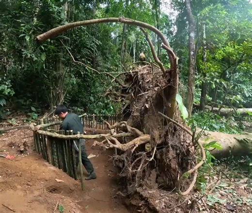 100 hours Solo Bushcraft： Build shelter under tree roots. My companion has returned to nature.. | Primitive wilds Life